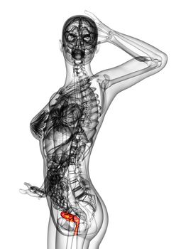 3d render medical illustration of the Reproductive System - side view