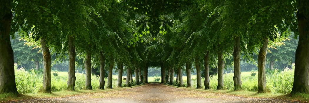 Trees alley in a park in Denmark (manipulated)