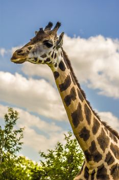 Close-up shot of a giraffe neck and head