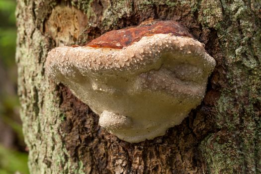 Parasitic mushroom grows on a stem of tree