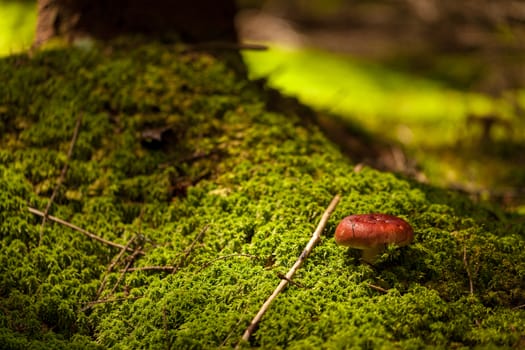 Young mushroom grows on old mossy stump