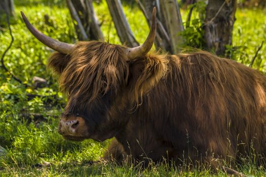 close-up shot of a highland cattle laying in the grass