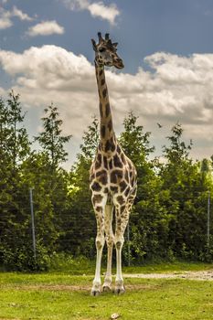 a giraffe standing in its captive habitat