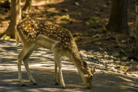 close-up view of a deer in its natural habitat