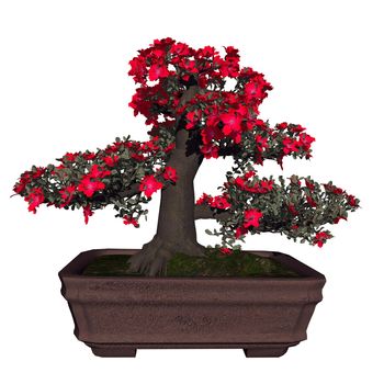 Satsuki azalea tree bonsai isolated in white background - 3D render