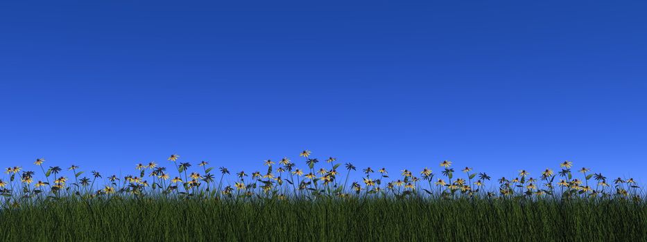 Grass and daisy by blue day - 3D render