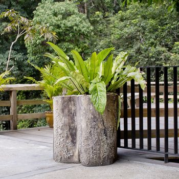 Decorative tree with wood flowerpot at terrace.