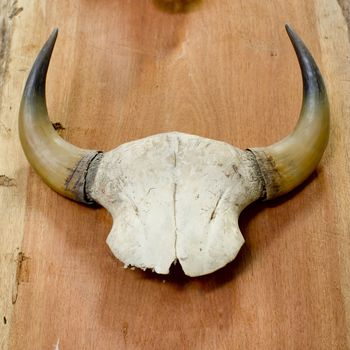 head skull of bull isolated on wooden background