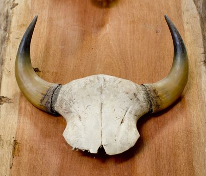 head skull of bull isolated on wooden background