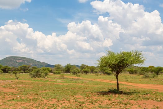 Shrubs which are the typical vegetation common in the dry savannah grasslands of Botswana