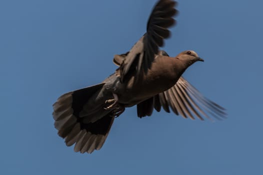 A pigeon flying high up in the air with its wings spread