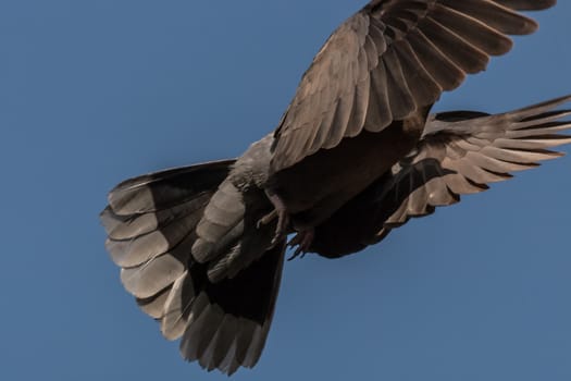 A pigeon flying high up in the air with its wings spread