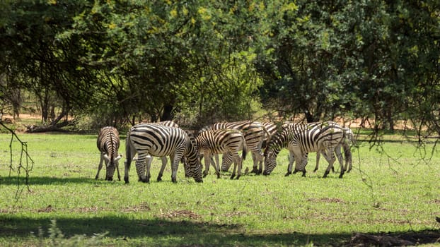 A group of Zebras grazing at the Gaborone Game Reserve in Gaborone, Botswana