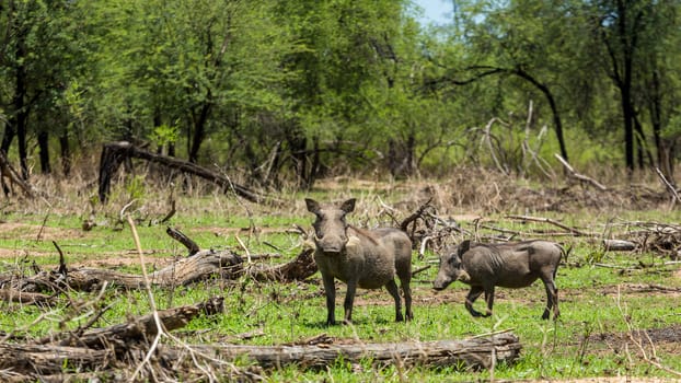 Warthog at the Gaborone Game Reserve in Gaborone, Botswana