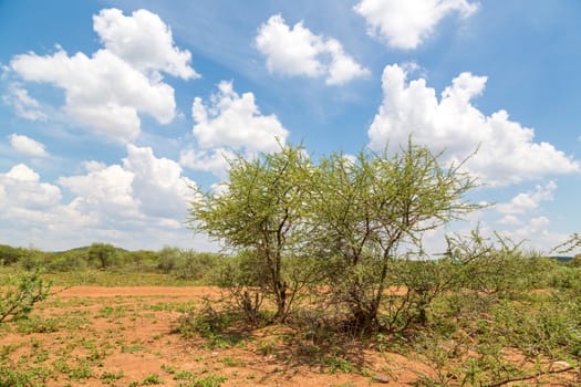 Shrubs which are the typical vegetation common in the dry savannah grasslands of Botswana