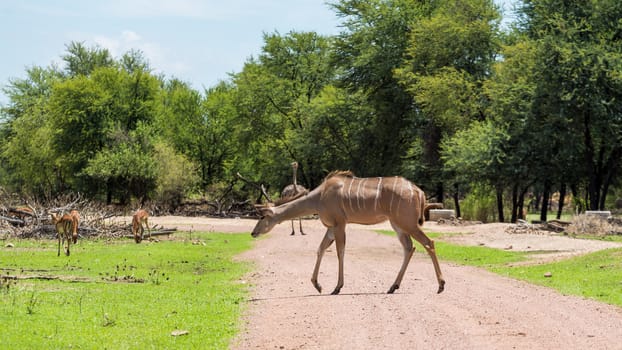 Kudu at the Gaborone Game Reserve in Gaborone, Botswana