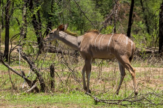 Kudu at the Gaborone Game Reserve in Gaborone, Botswana