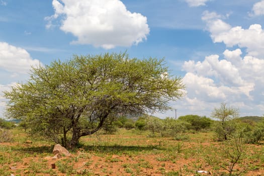 Shrubs which are the typical vegetation common in the dry savannah grasslands of Botswana