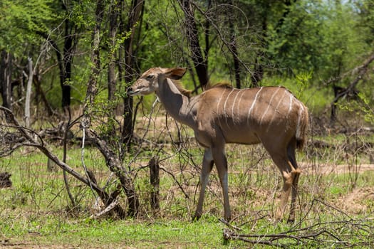 Kudu at the Gaborone Game Reserve in Gaborone, Botswana