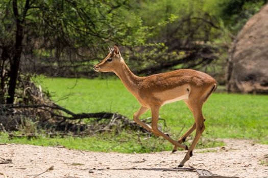 Impala at the Gaborone Game Reserve in Gaborone, Botswana