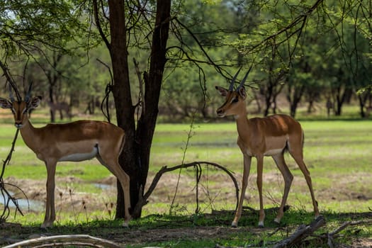 Impala at the Gaborone Game Reserve in Gaborone, Botswana