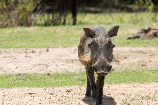 Warthog at the Gaborone Game Reserve in Gaborone, Botswana