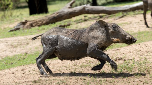 Warthog at the Gaborone Game Reserve in Gaborone, Botswana