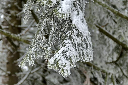 Frost forest in mountain in winter, Rila , Borovetz, Bulgaria