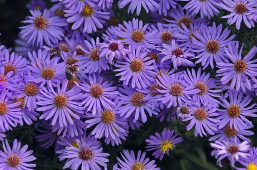 Astra autumn background blossom blue camomile petal purple