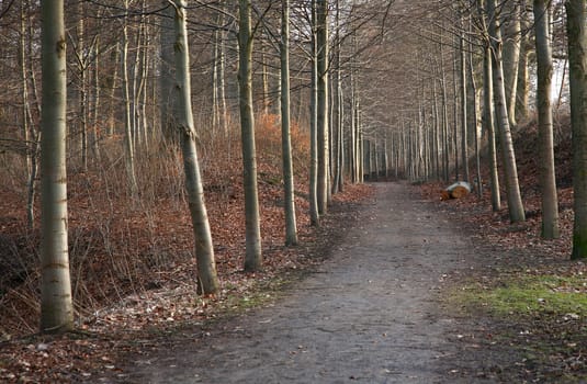 forest , alley to the forest in Denmark at the end of the winter season
