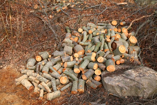 woodpile closeup in a forest in denmark
