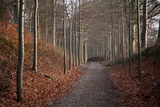 forest , alley to the forest in Denmark at the end of the winter season
