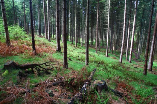 forest landscape from denmark in spring