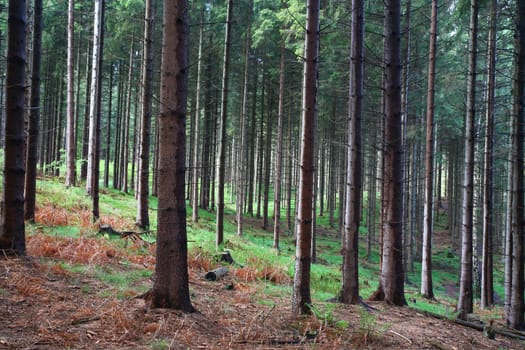 forest landscape from denmark in spring