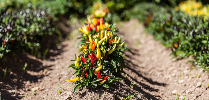 Spring season. Hot peppers plant in a vegetables garden