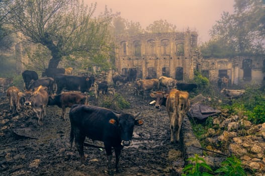 Livestock in front of ruins of house in mountainous Karabakh destroyed by war