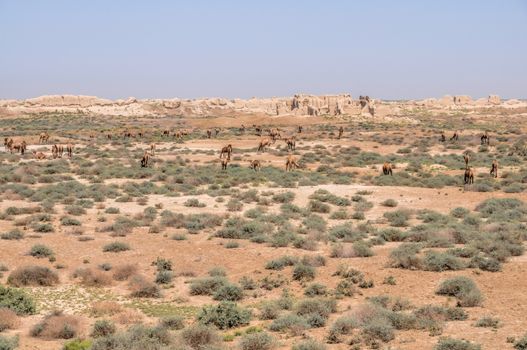 Herd of camels in desert near ancient city of Merv, Turkmenistan