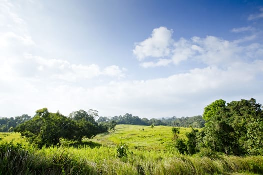 Forest view with sunshine day