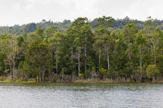 Trees with river view