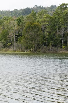 Trees with river view