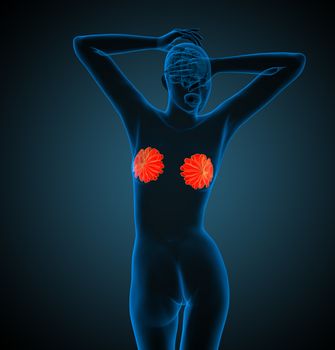 3d render medical illustration of the human breast - back view