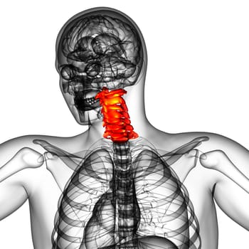 3d render medical illustration of the cervical spine - back view