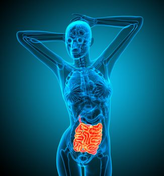 3d render illustration of the small intestine - front view
