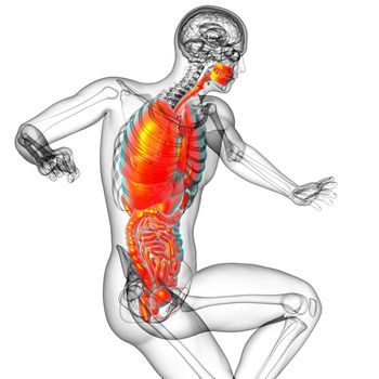 3d render medical illustration of the human digestive system and respiratory system - side view