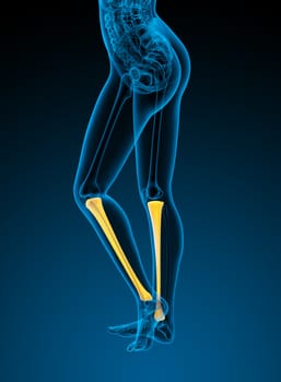 3d render medical illustration of the tibia bone - side view