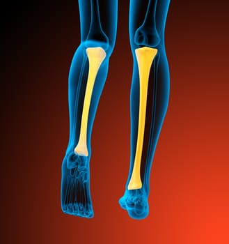 3d render medical illustration of the tibia bone - back view