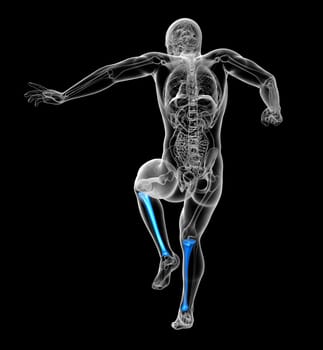 3d render medical illustration of the tibia bone - back view