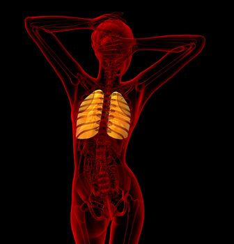 3d render medical illustration of the human lung - back view