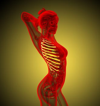 3d render medical illustration of the ribcage - side view