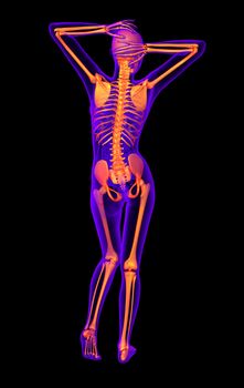 3d render medical illustration of the human skeleton - back view